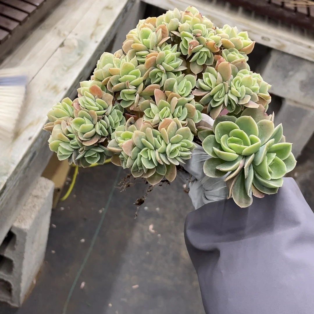 星娜塔缀化68头。