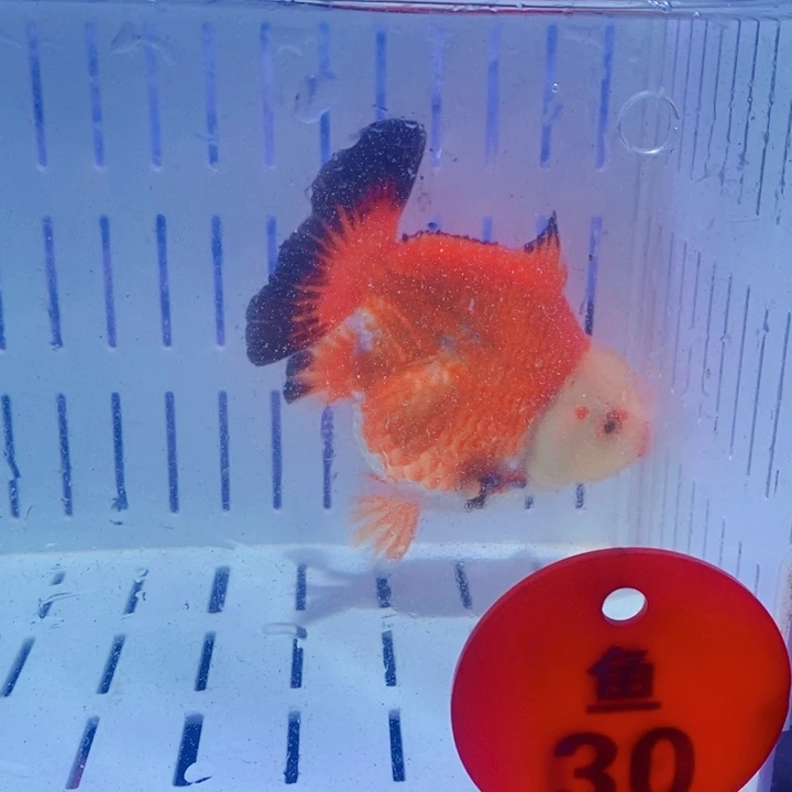海水鱼玛丽金鱼淡水鱼好养