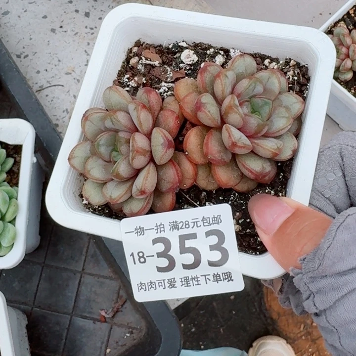葡萄无盆土发货多肉多肉