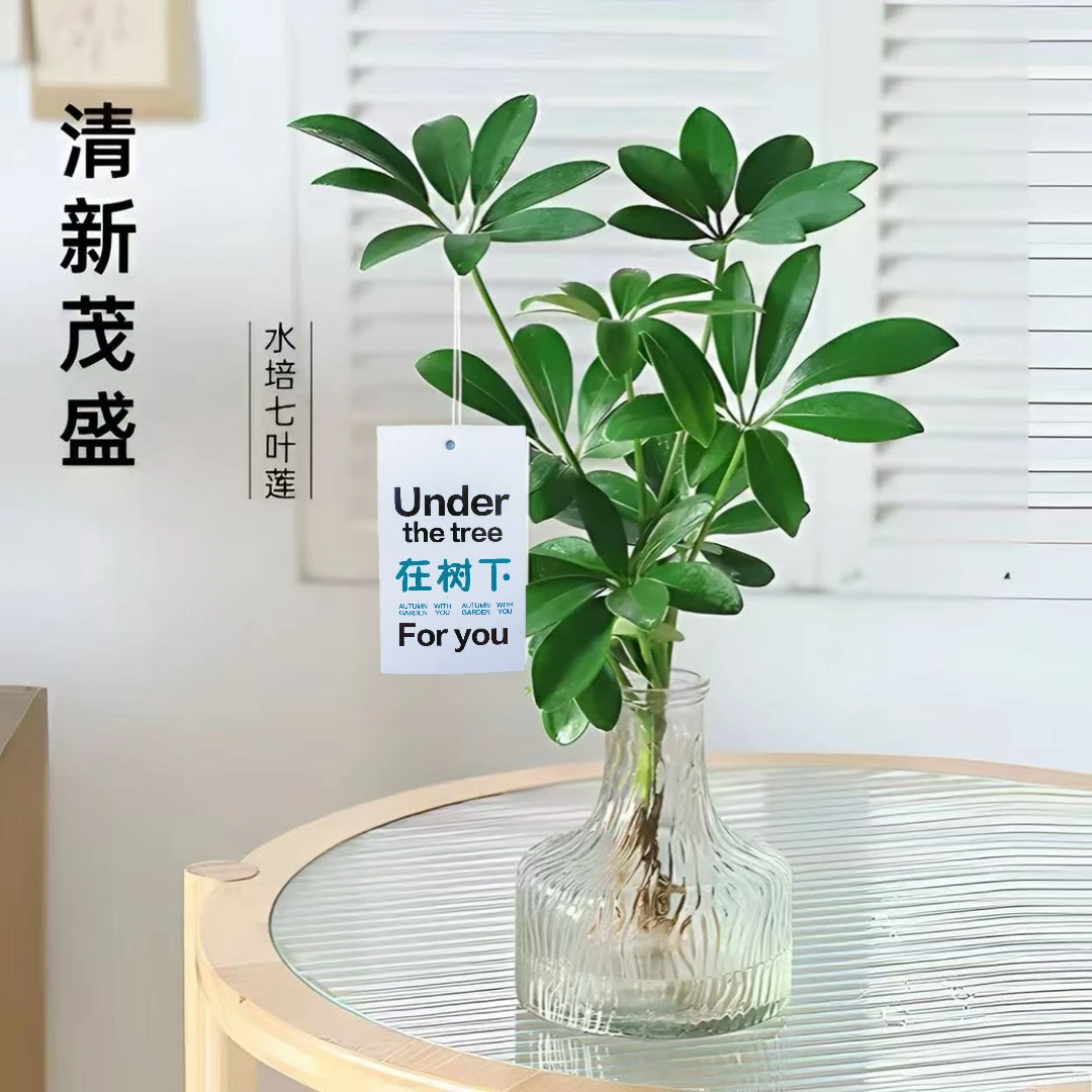 水培植物七叶莲客厅办公室内桌摆鸭脚木绿植盆栽