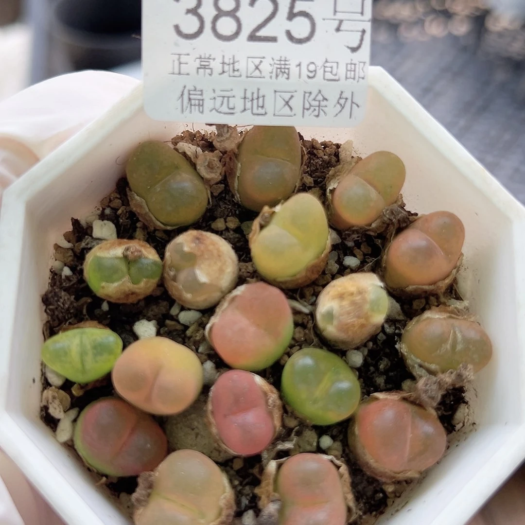 3825 好养易活生石花大母本清盒价1cm左右比较小