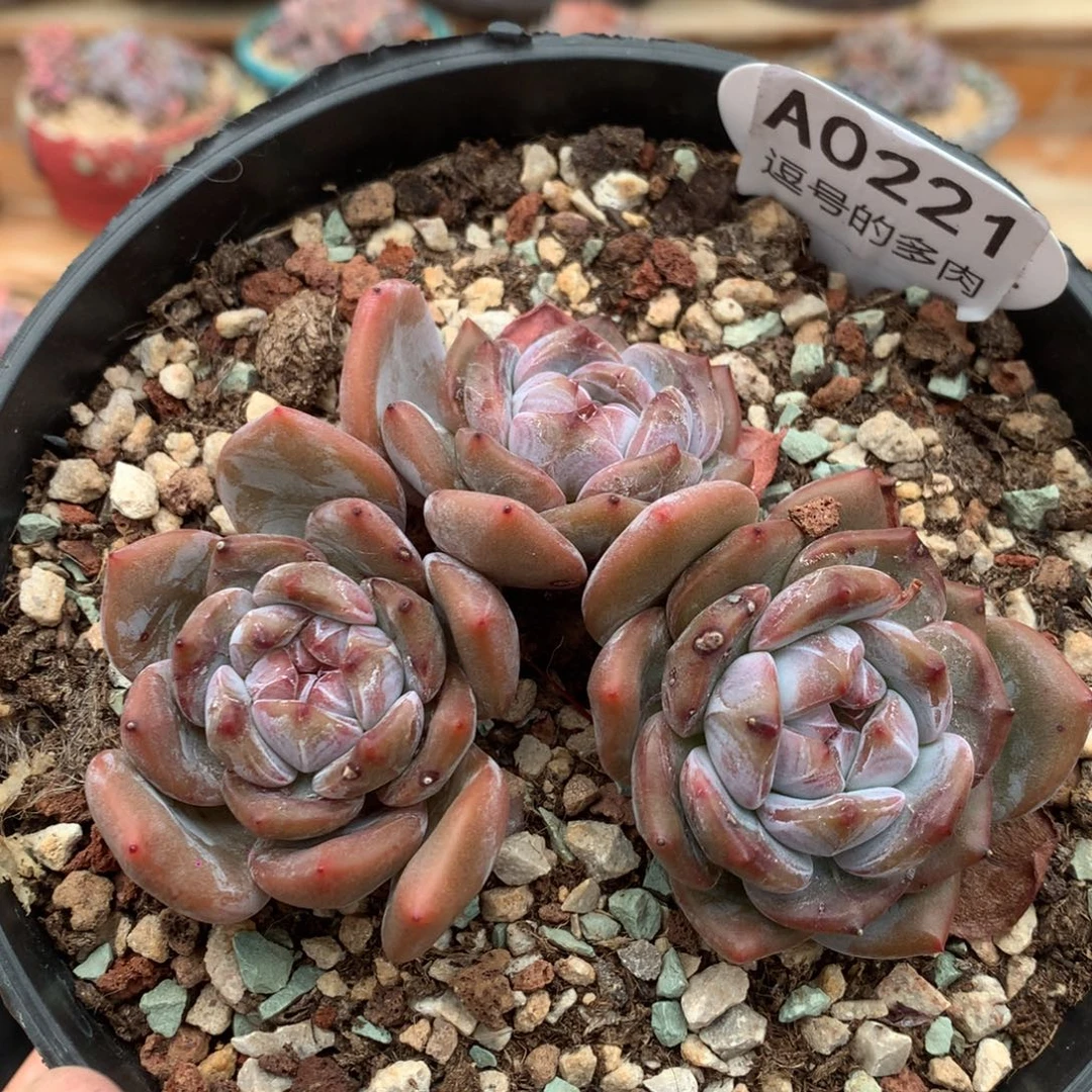 A0221 星影老桩粗腿 无砍 11cm