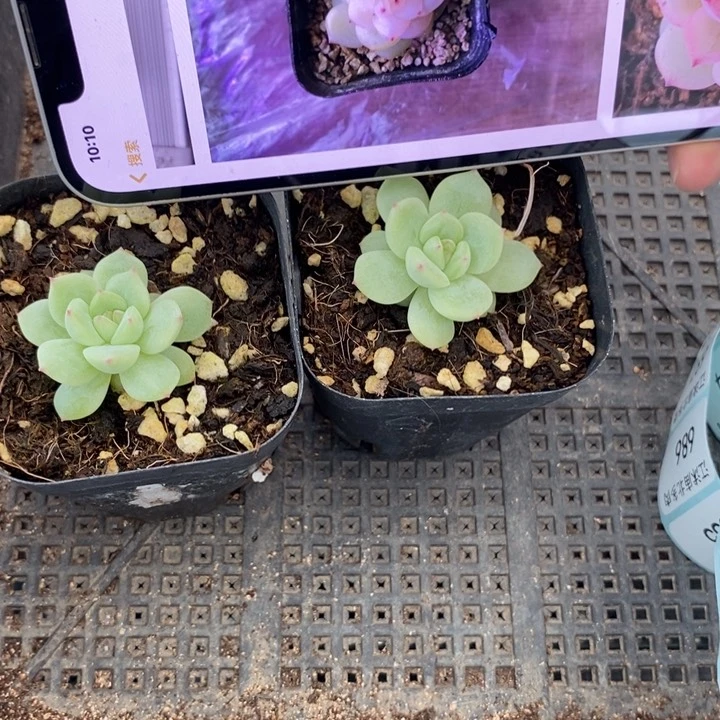 上盆寒绯一个多肉量拍