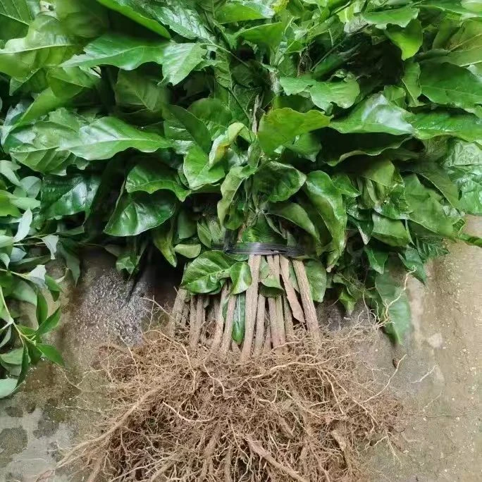 黄皮冬青银杏树婆婆丁果实生苗砧木直生苗原生苗种植