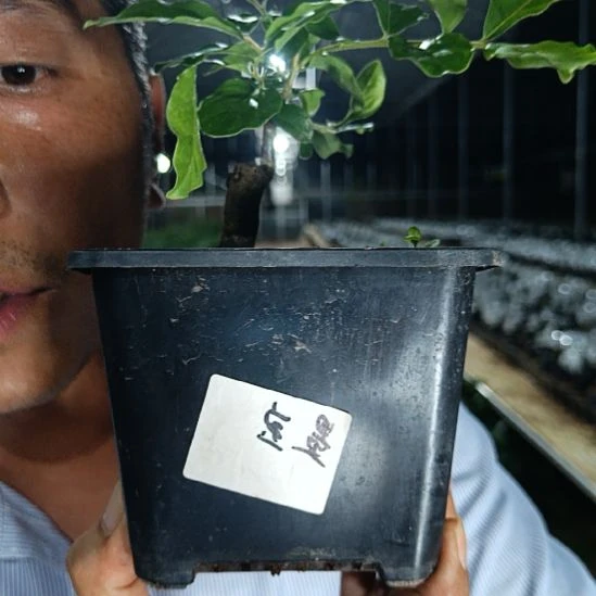 无花朵金弹子墨宝029