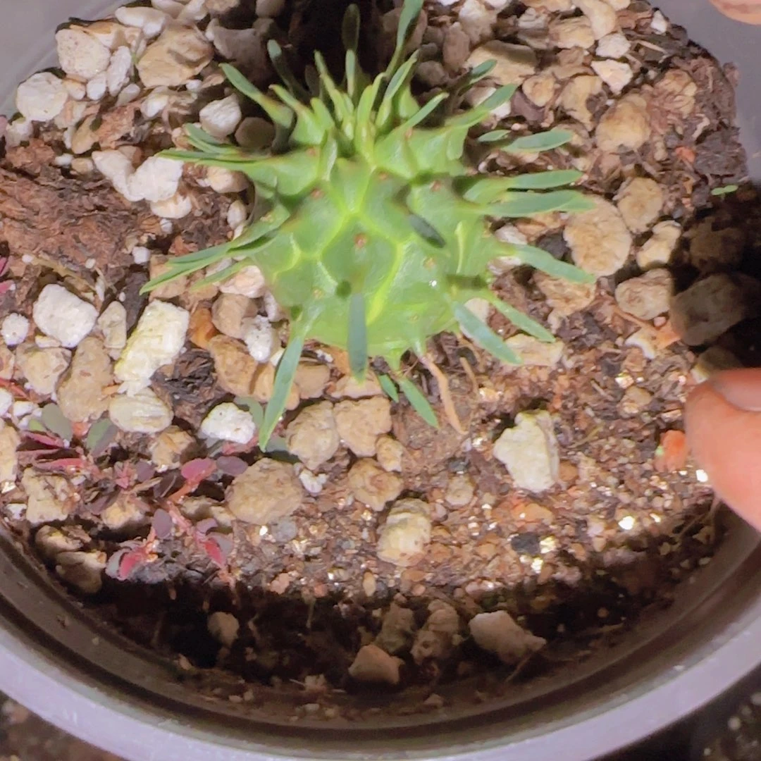 在***.块根植物块根植物块根