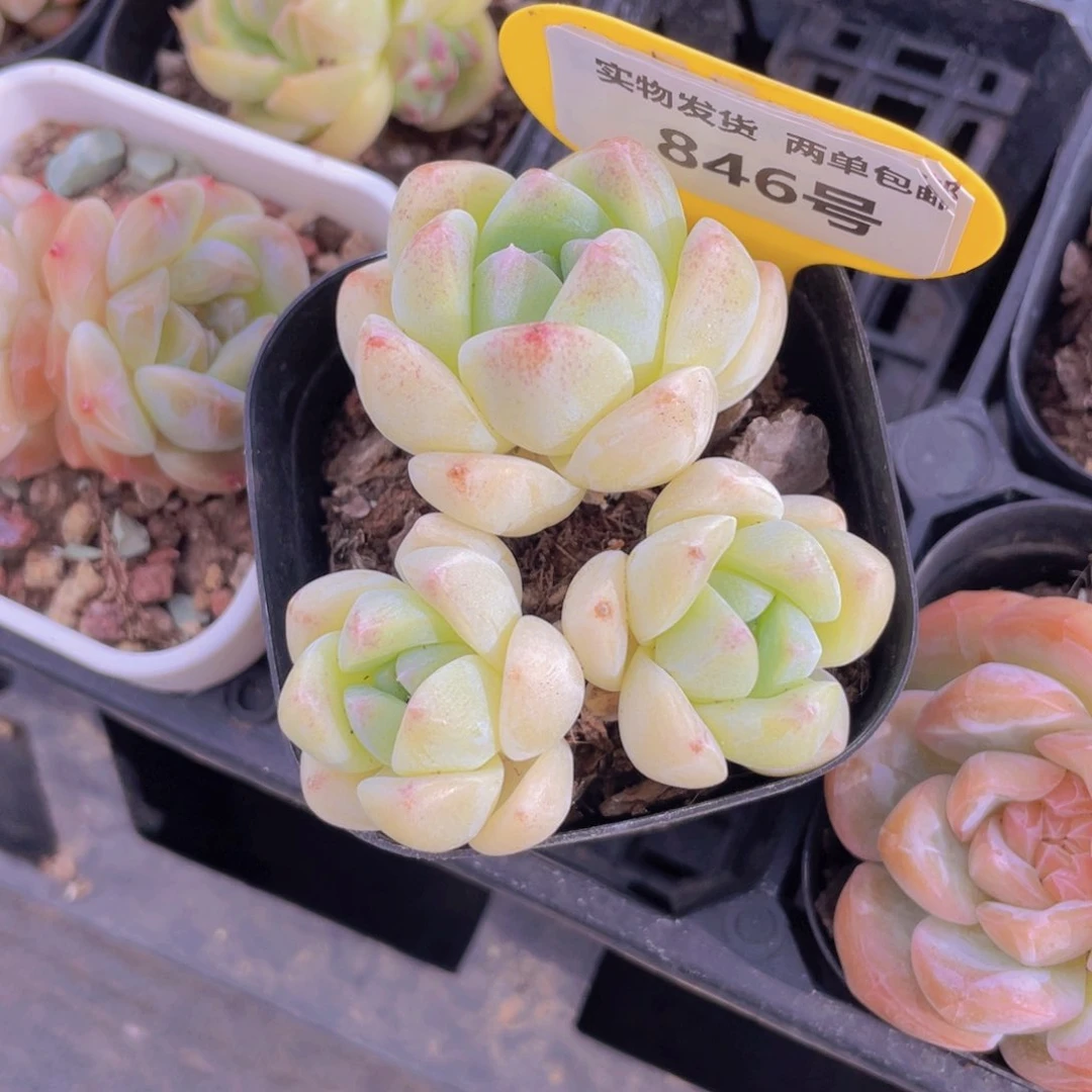 846号 老桩翠玉多头