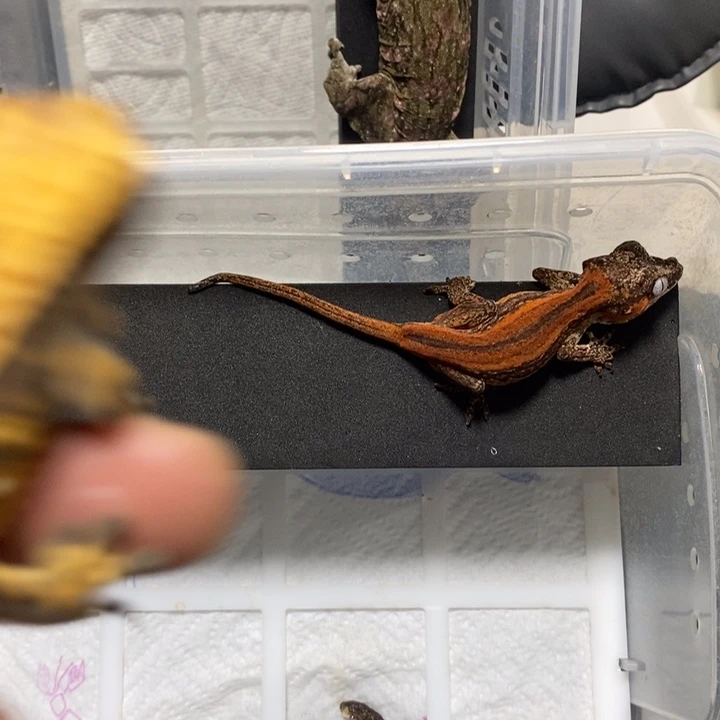 睫角守宫睫角守宫五号