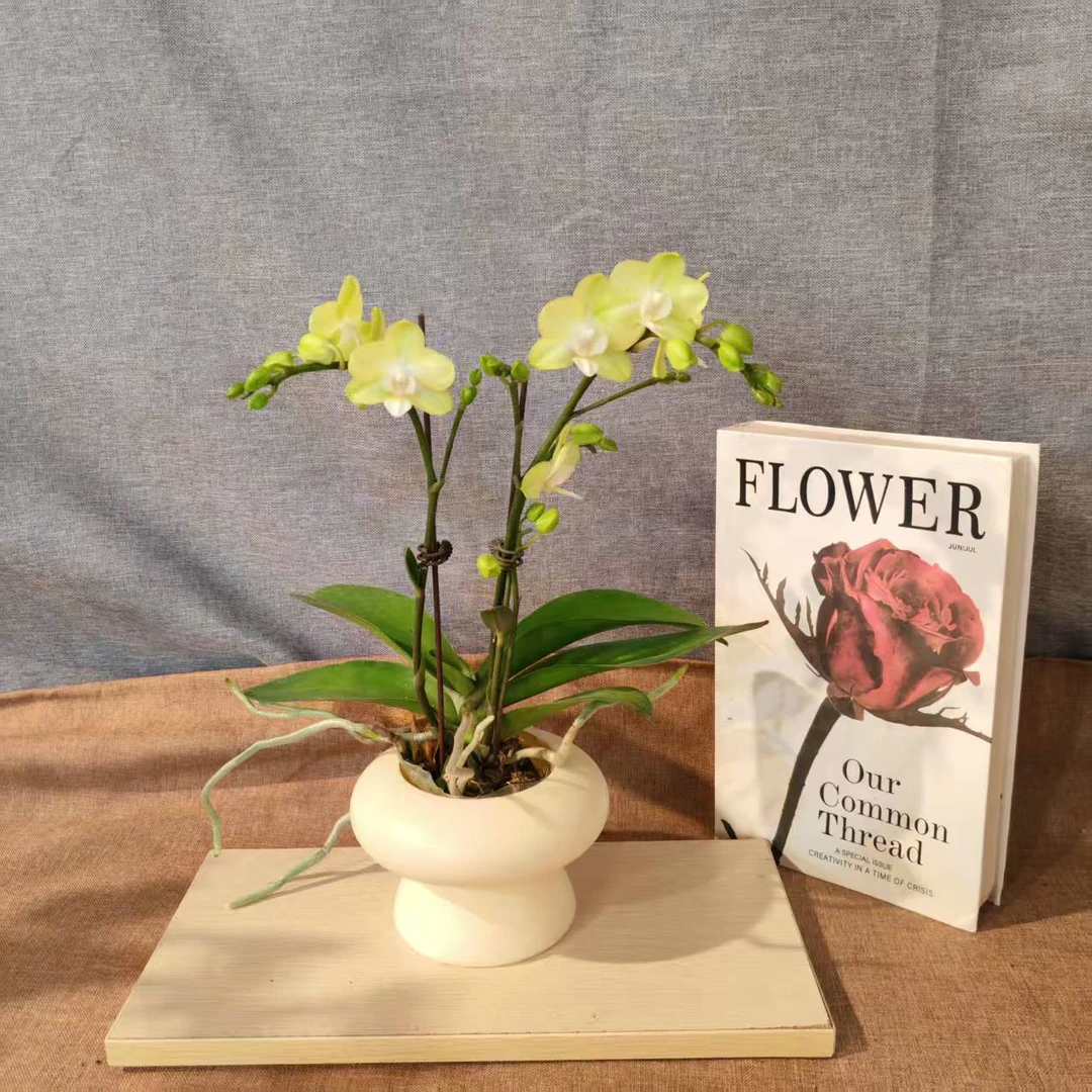 鲜花【薄荷糖】蝴蝶兰室内种植观赏送礼带花发货