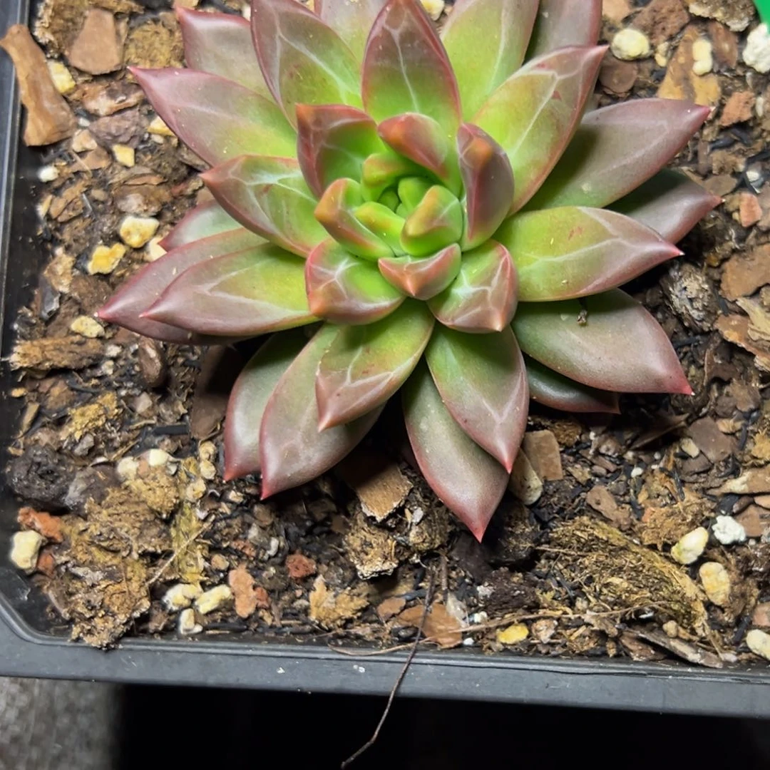 0723下午多肉植物