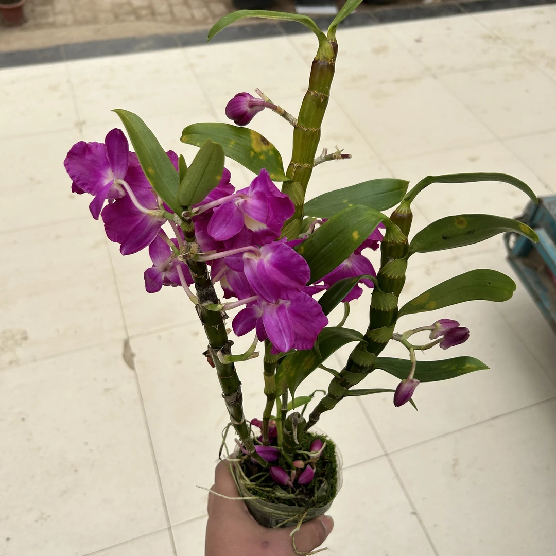 （微瑕）3.0寸春石斛兰花开花