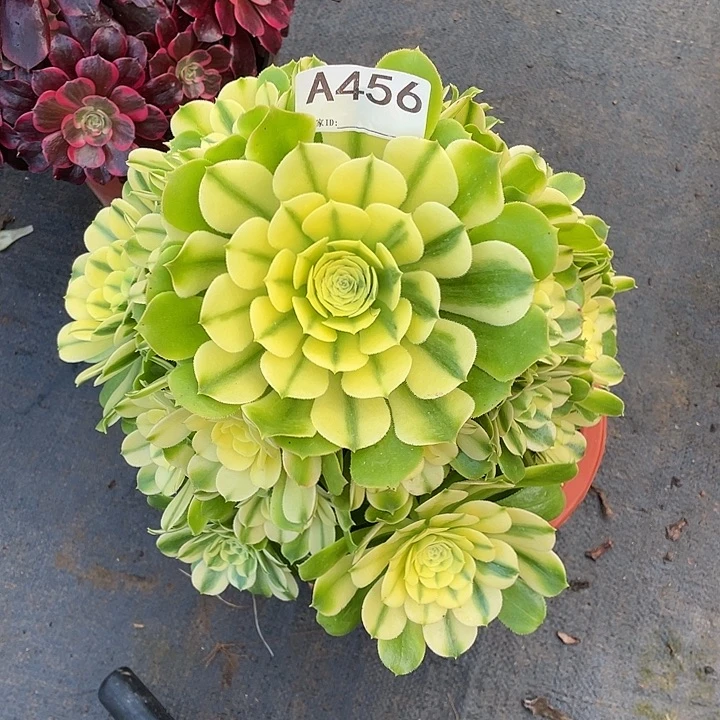 新尼亚多肉法师。  456