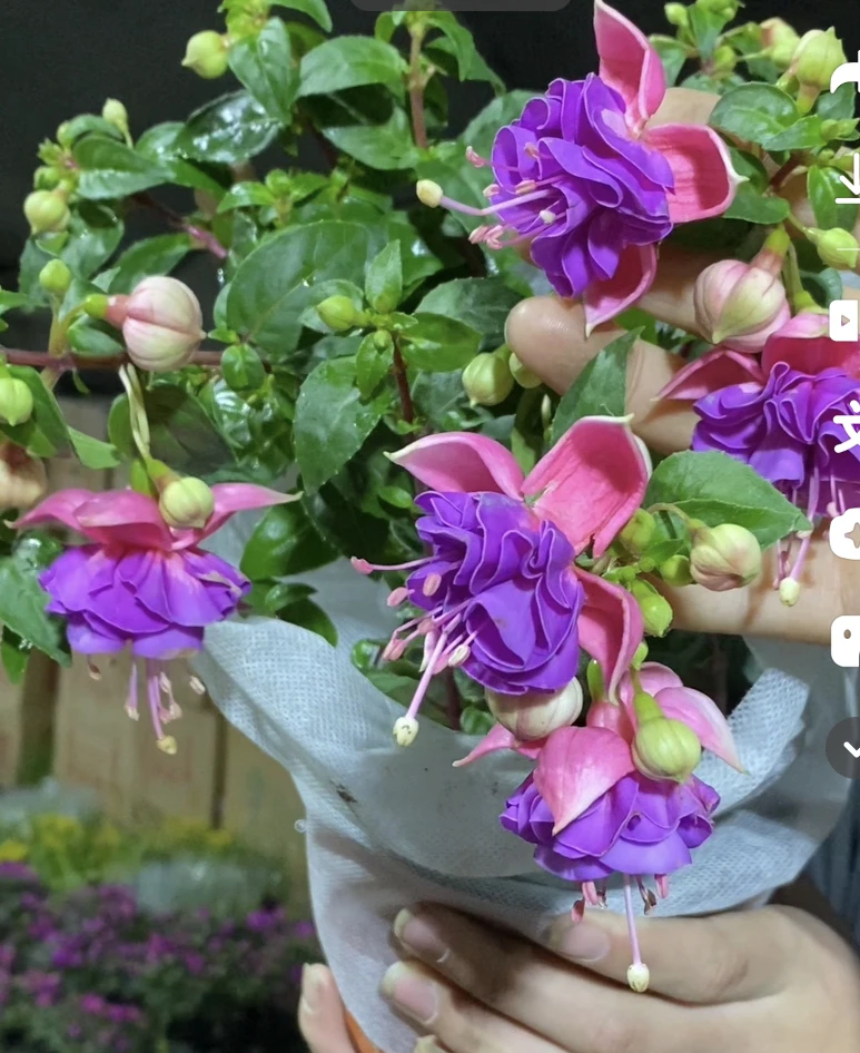 变色垂钓大花灯笼，下单拍保温