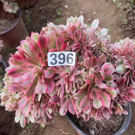 十***易多肉植物一个女巫396