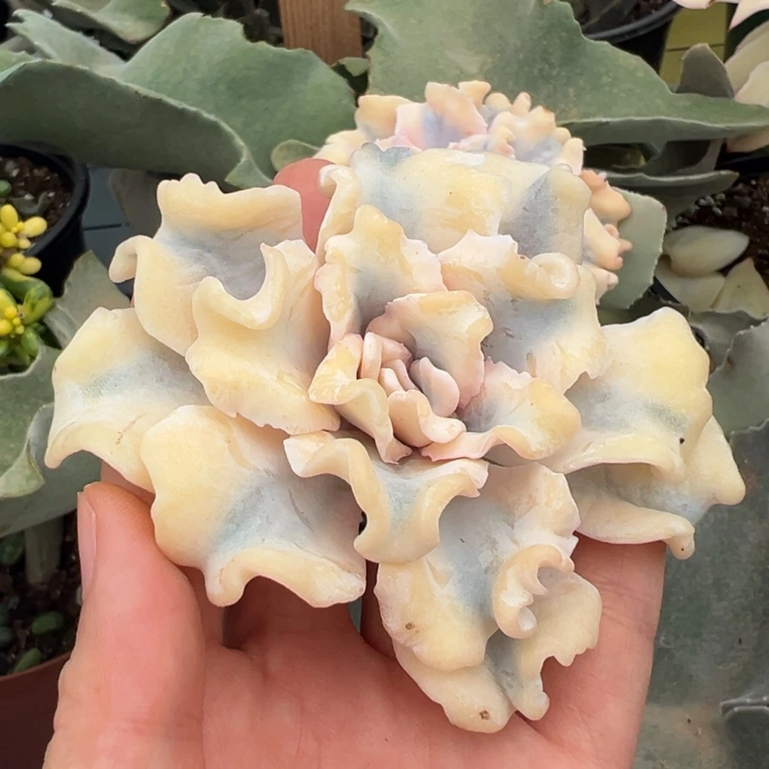 芭蕾舞者锦，宽覆轮锦砍头