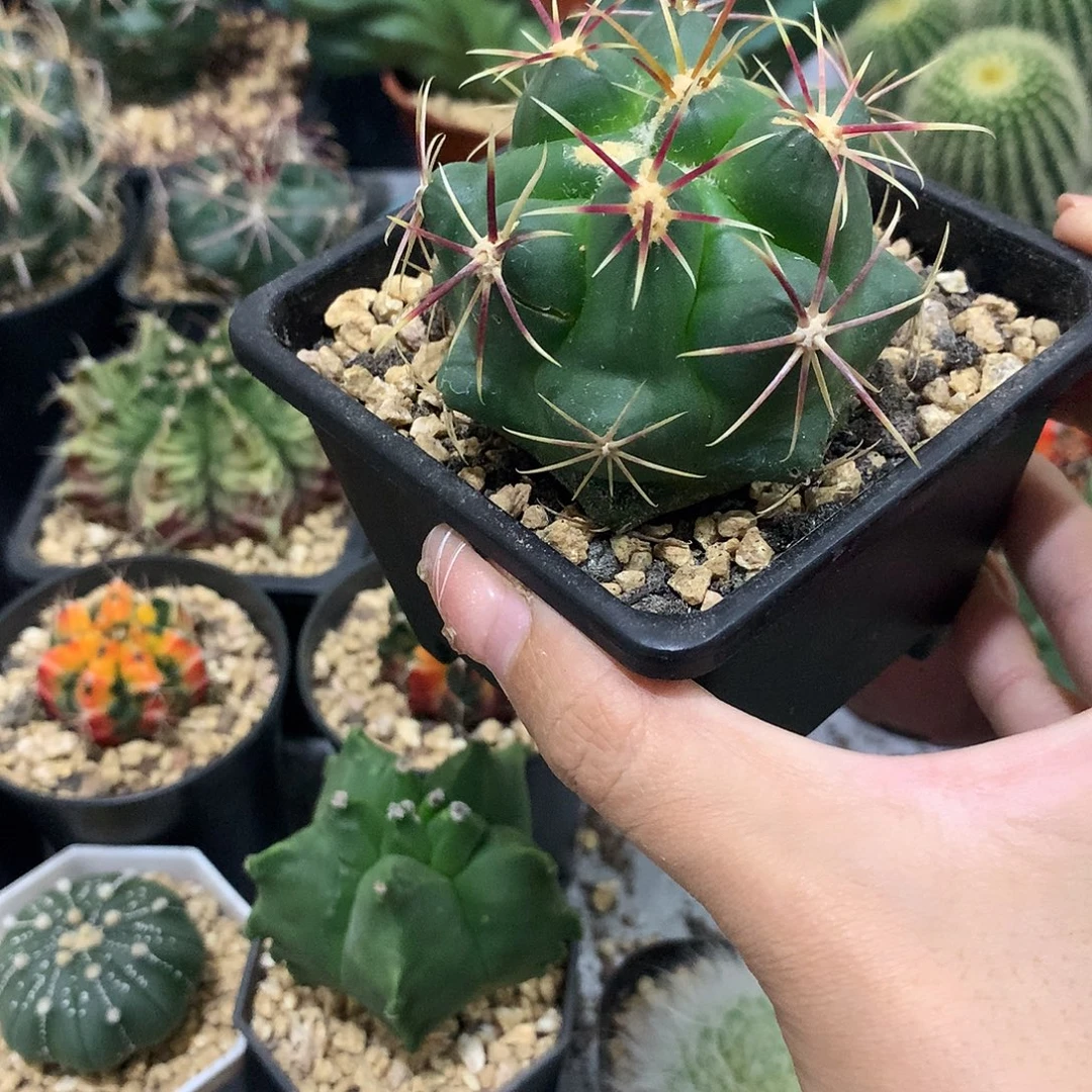 当前无花栽培后可以开花实生根大红鹰