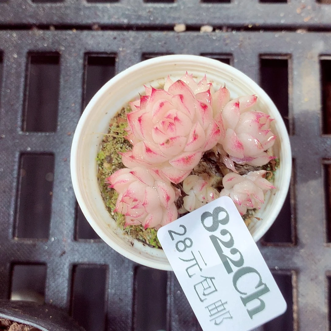 5厘米盆精控多肉822