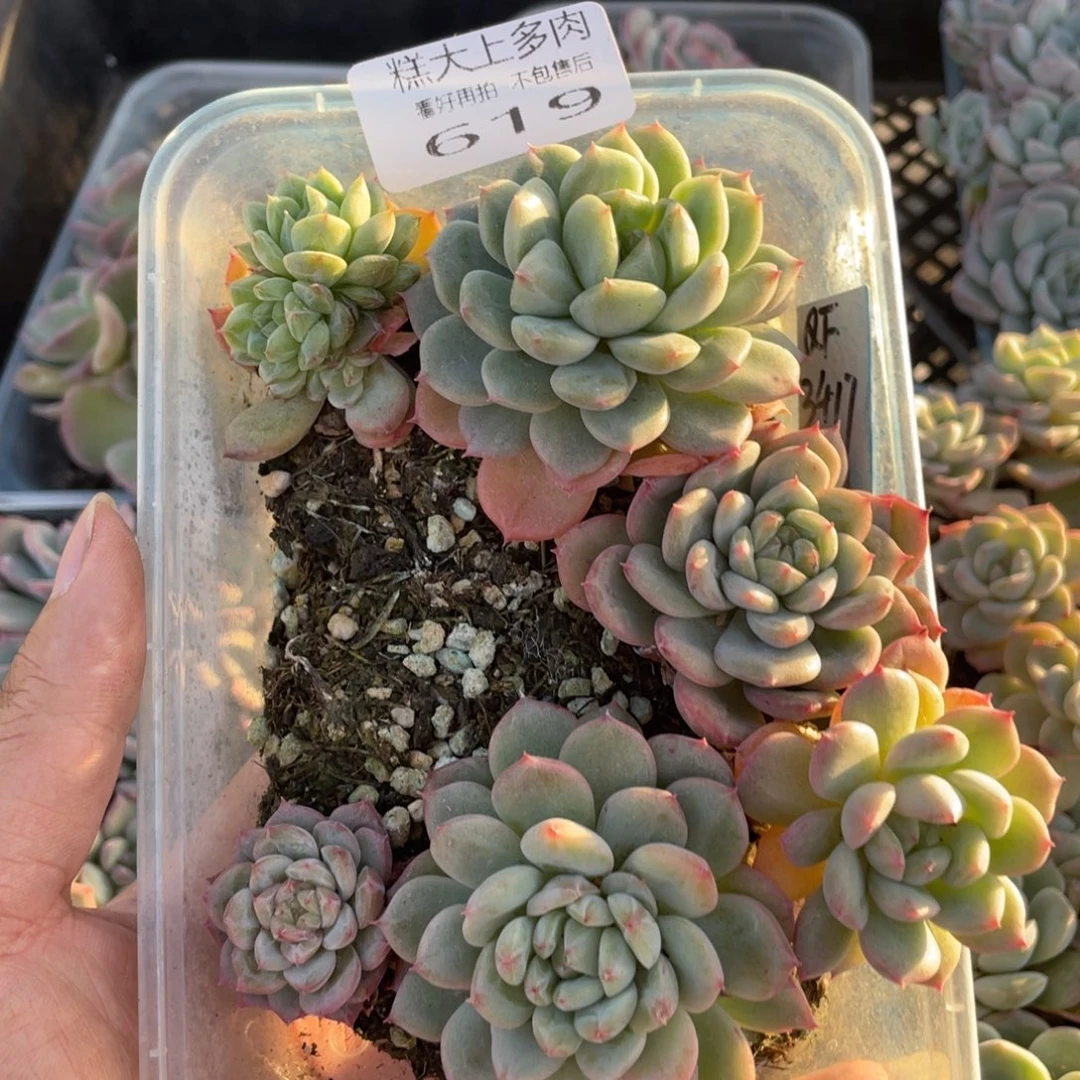 糕大上多肉植物619