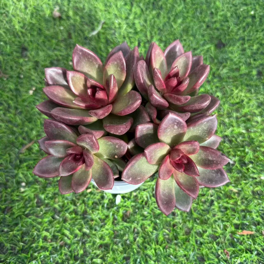（丰沛玫瑰120#） 小付多肉现场直播云南斗南多肉植物基地室内