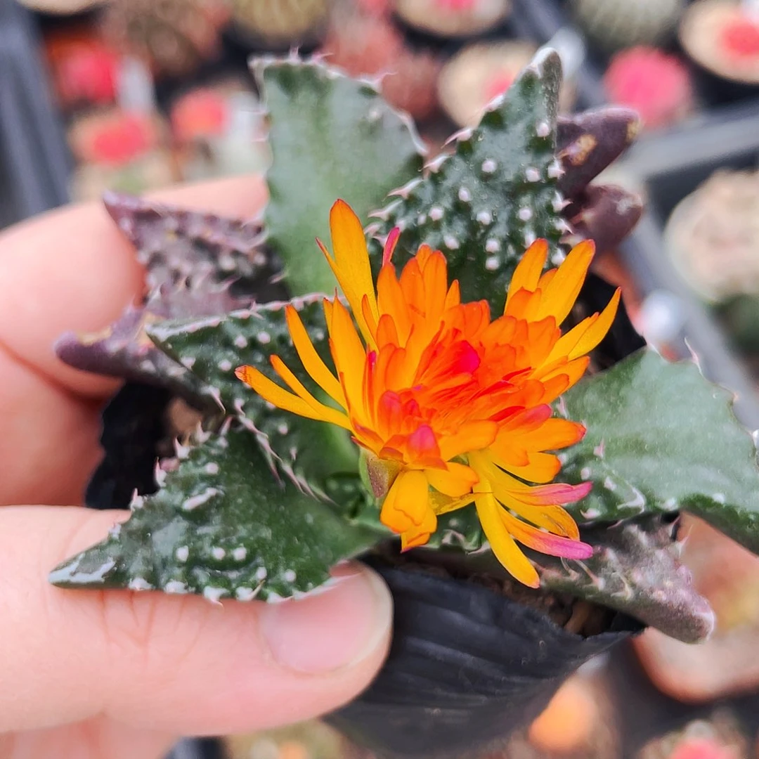 非偏远地区满25包邮仙人球