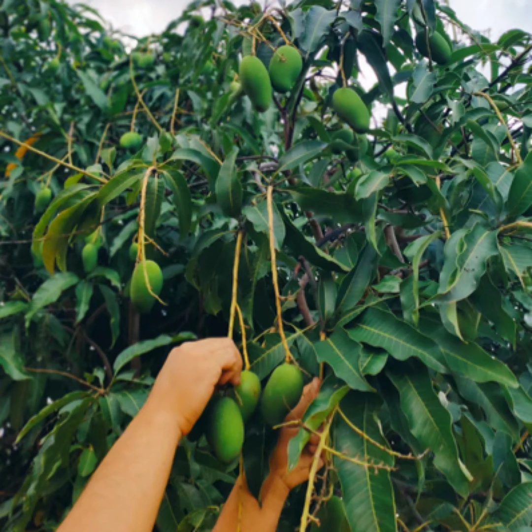 云南保山老品种酸脆芒果新鲜水果酸爽开胃特产
