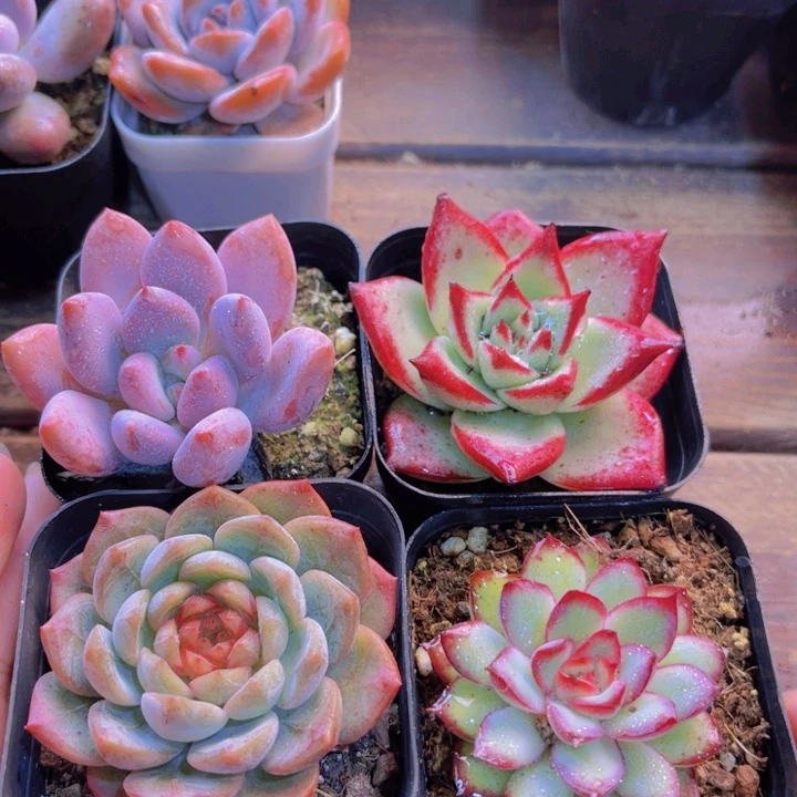 红乌木 肉酱 葡萄珍妮 奥普