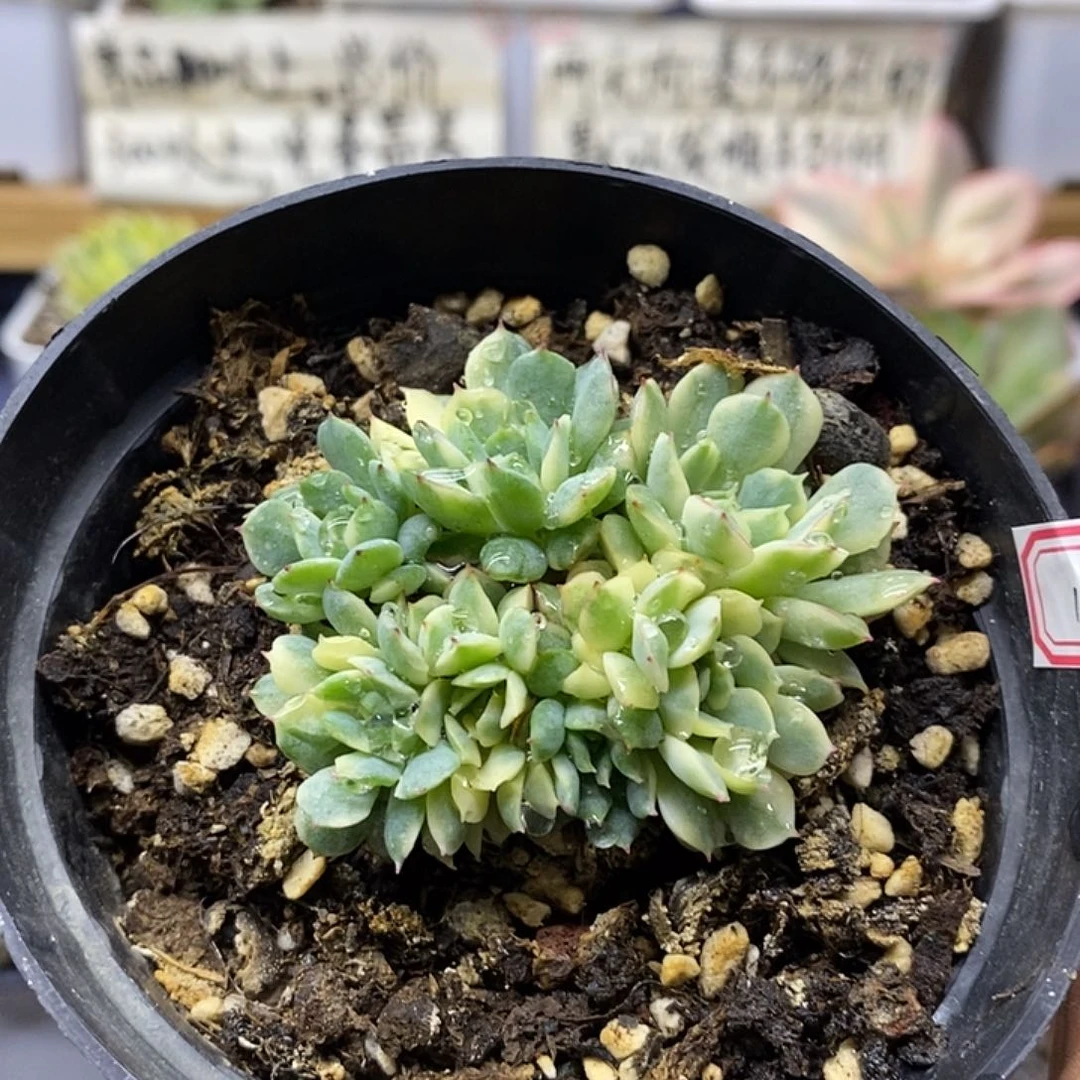 04199 梦幻玫瑰黄覆轮锦自然群