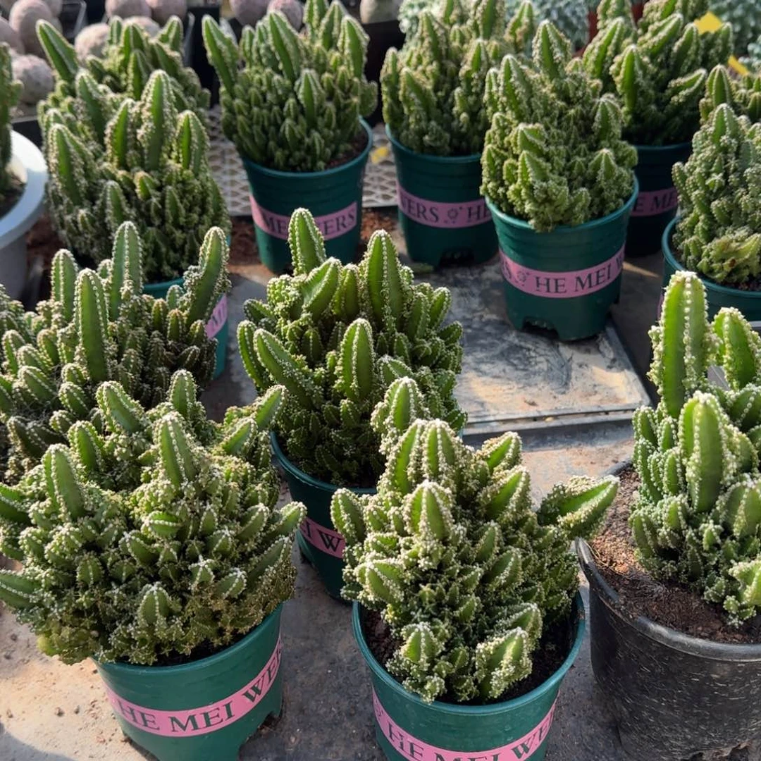 万重山 随机一棵。