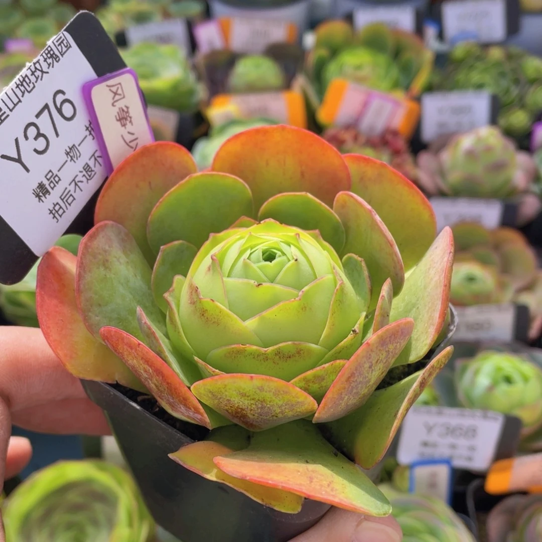 风筝少年多肉福利376一物一拍