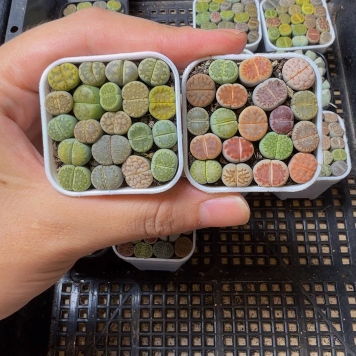 多肉植物的生长发育456
