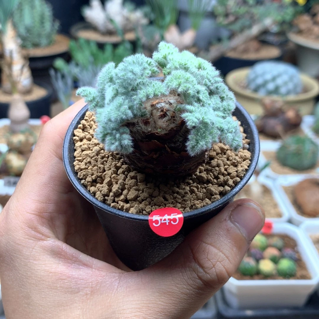 羽叶杨葵多肉带盆545