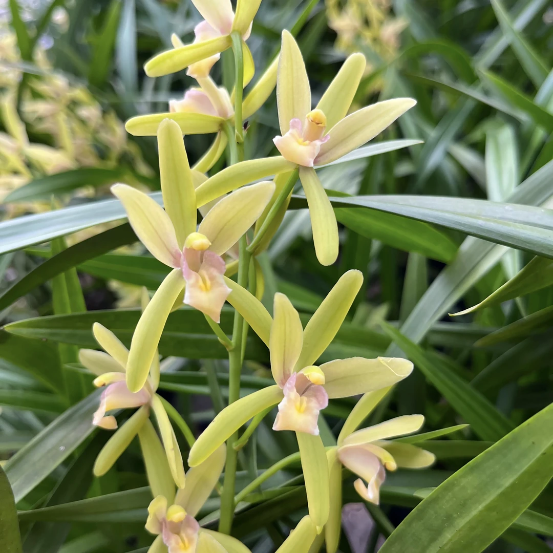 室内耐热绿植建兰【流溪仙子】浓香型好养易活兰花