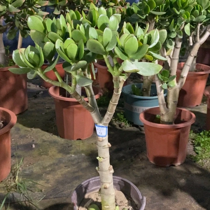 青玉树一物一拍