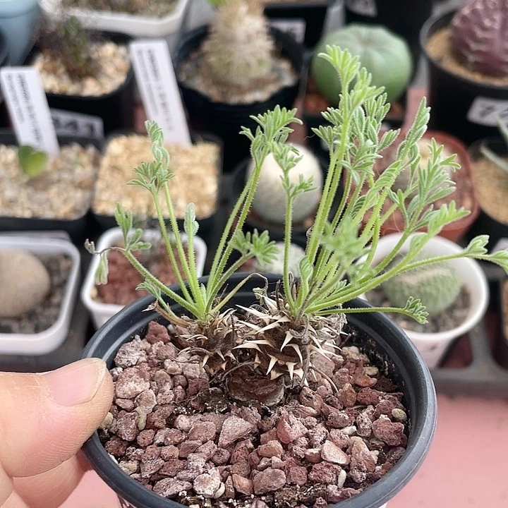 895豪猪杨葵块根植物