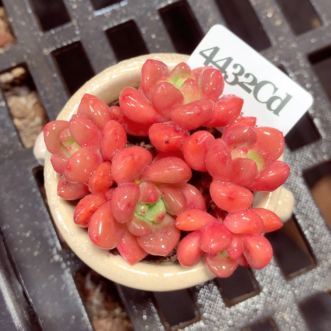 5厘米盆精控多肉4432