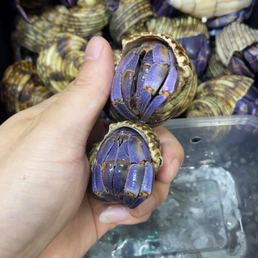 牛****寄居蟹寄居蟹寄居蟹