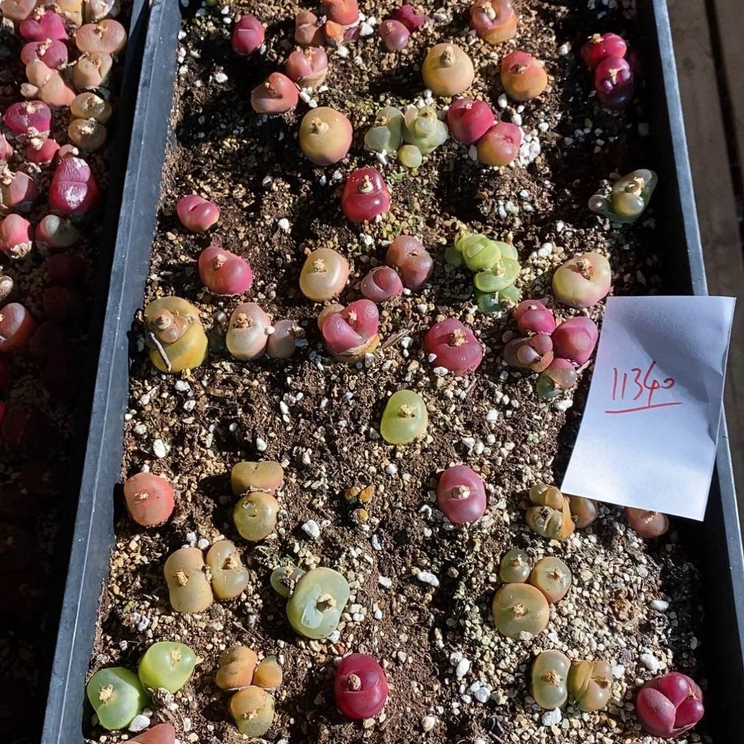 11341。  一筐蟠桃。