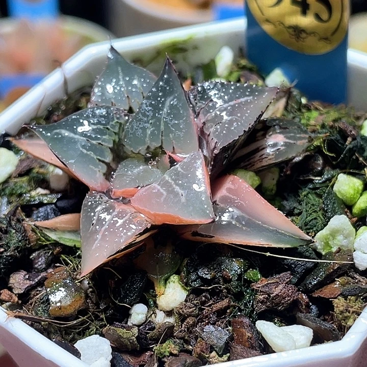 945酒吞锦特选福利