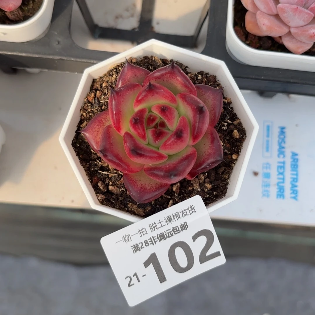 皮蛋单头多肉多肉