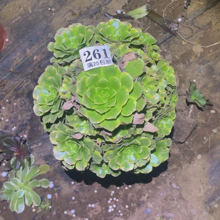 知夏多肉植物多肉261