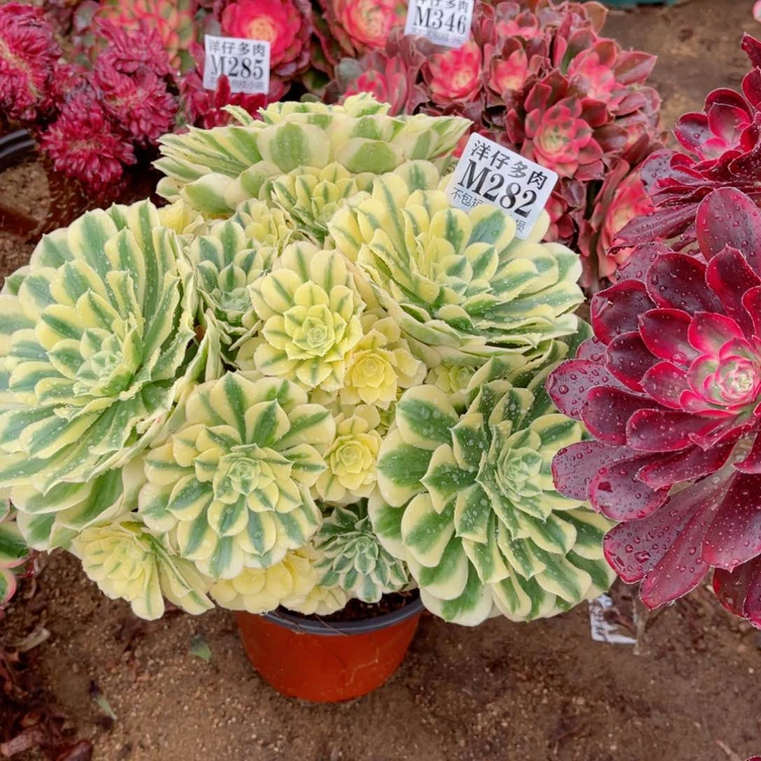 安***笑282迈巴赫 冠幅25左右