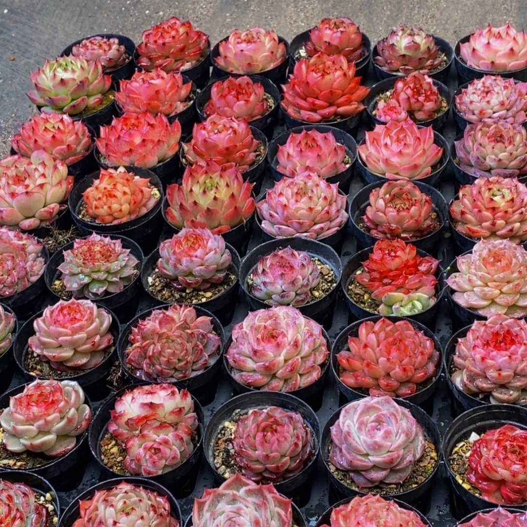 ｡****珊812多肉植物保护研究所所长