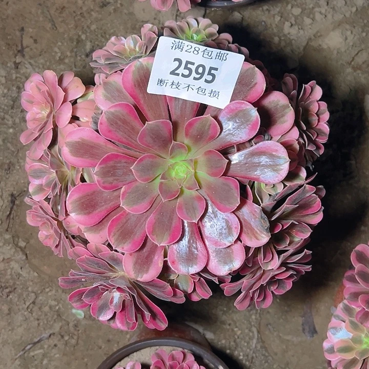 2595美杜莎多肉植物