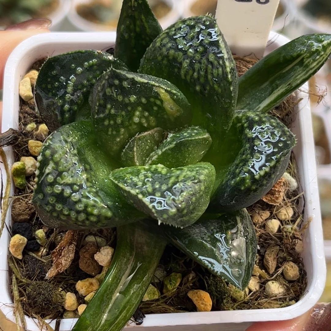 58巨大丸叶紫禁城少锦福利专场