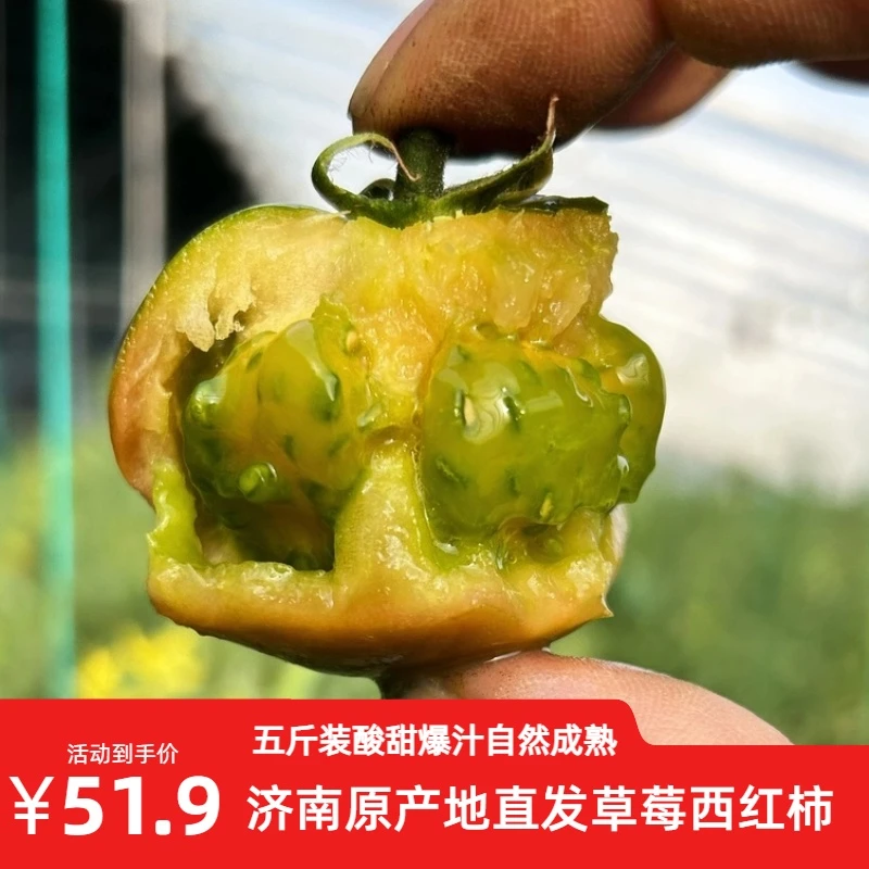 【顺丰包邮】原产地草莓西红柿铁皮柿子自然熟番茄5斤装