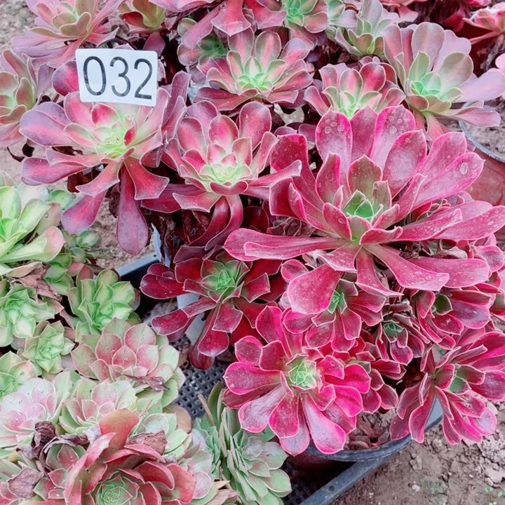 多肉植物组合032