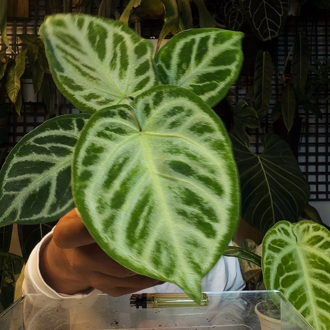 完全开放O13白月光