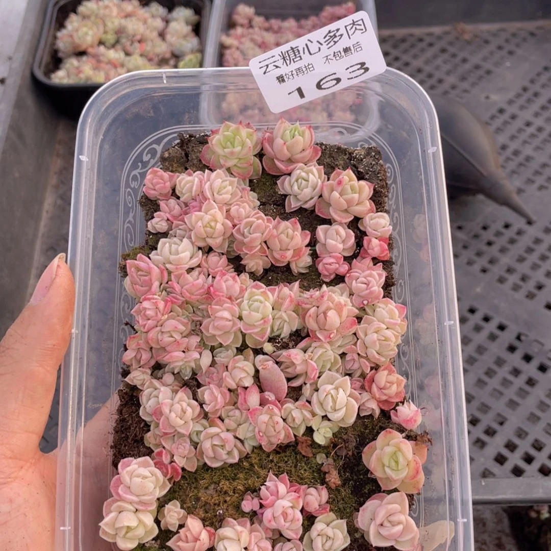 云糖心多肉植物163