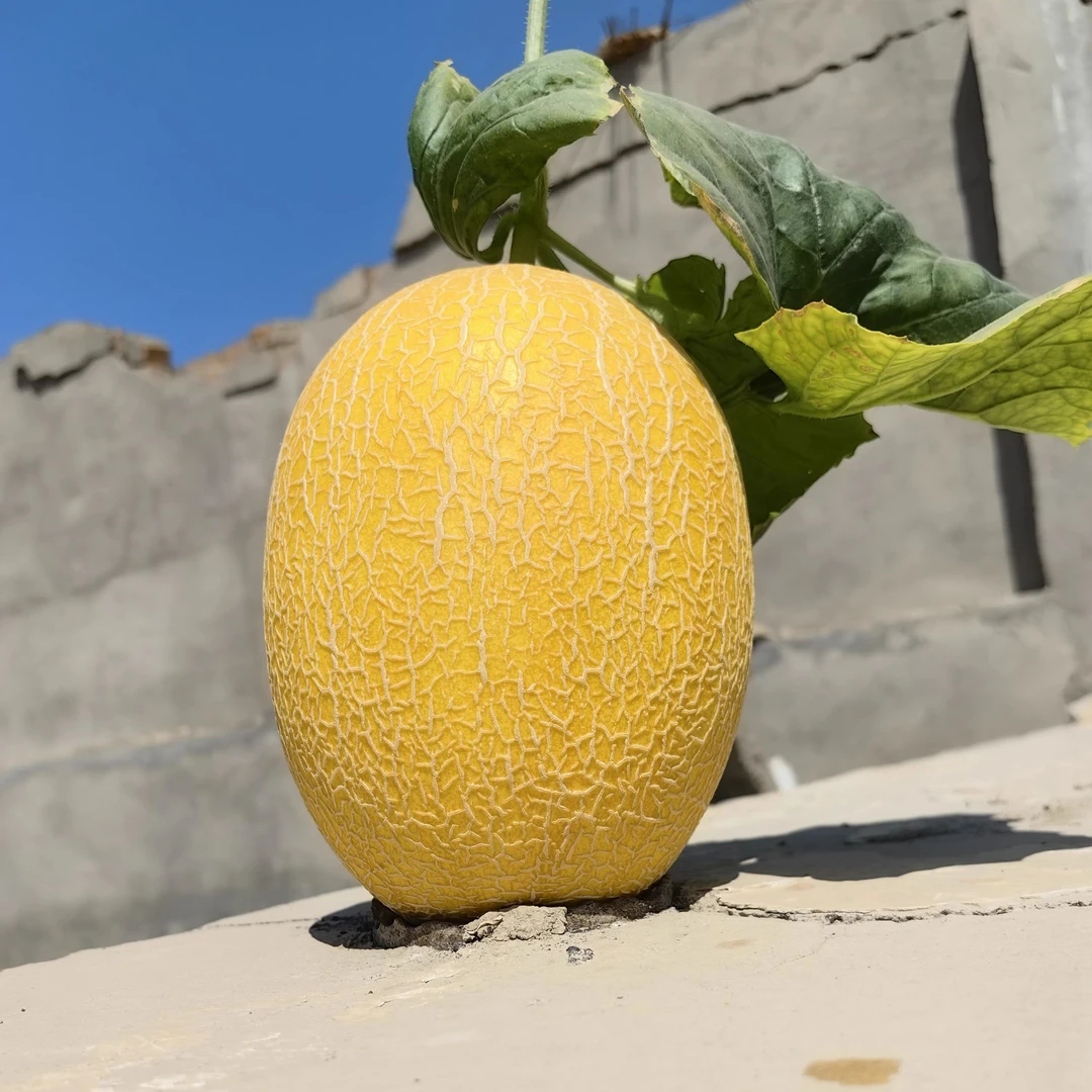 新疆直发脆甜多汁金色年华哈密瓜坏果包赔