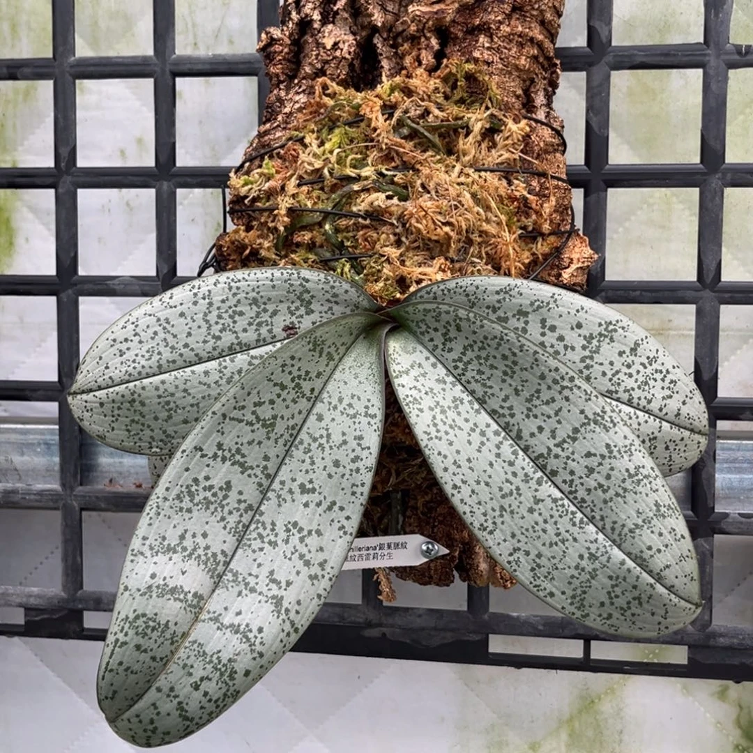 无花朵板值银叶脉纹分生苗